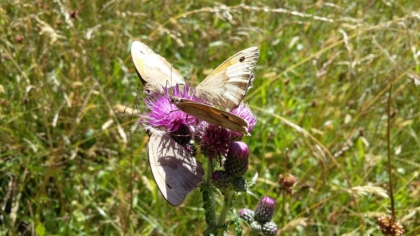 Maniola jurtina - Große Ochsenaugen