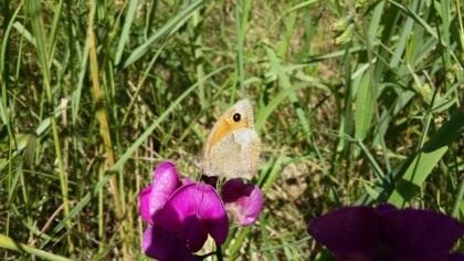 Maniola jurtina - Großes Ochsenauge