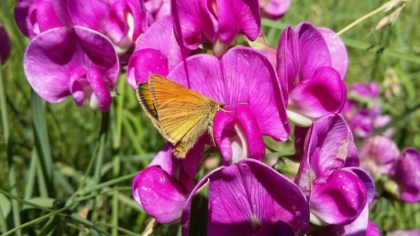 Maniola jurtina - Großes Ochsenauge seitlich