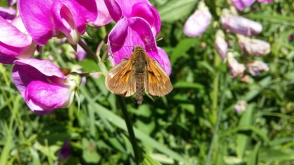 Ochlodes sylvanus - Rostfarbiger Dickkopffalter