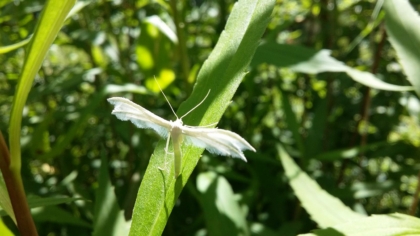 Pterophorus pentadactyla - Schlehengeistchen