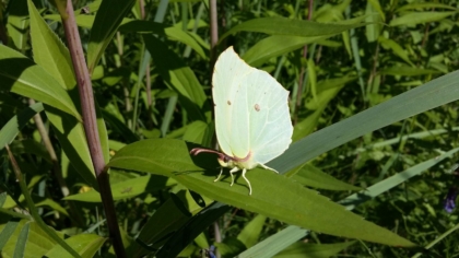 Zitronenfalter-Weibchen