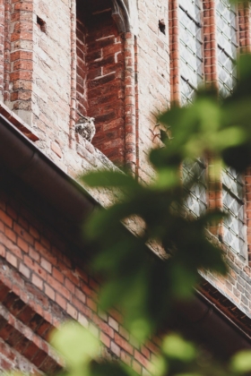 Tierische Beobachter (Foto: Héloïse Willand)