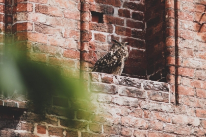 Tierische Beobachter (Foto: Héloïse Willand)