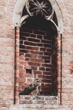 Tierische Beobachter (Foto: Héloïse Willand)