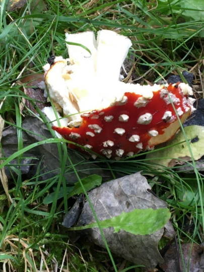 Ausflug Wald-und-Wiesen-AG 2021