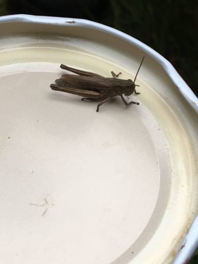 Ausflug Wald-und-Wiesen-AG 2021