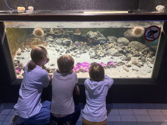 Antikensammlung und Aquarium Kiel – Wandertag 6a