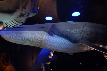 Das Ozeaneum in Stralsund