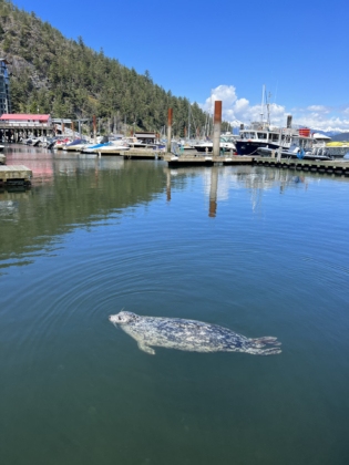 Back from - Mavie in Kanada