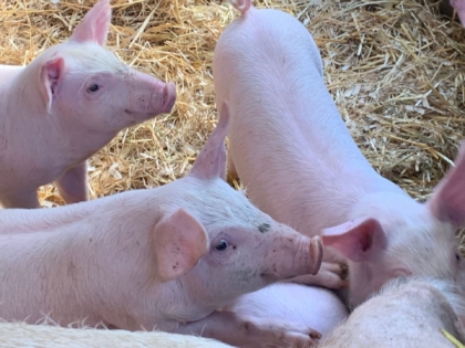 Future Textiles: Fields, Farm & Fashion in Schottland