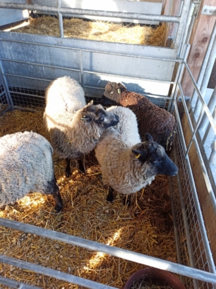 Future Textiles: Fields, Farm & Fashion in Schottland