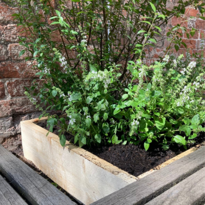 Begrünung des Schulhofs