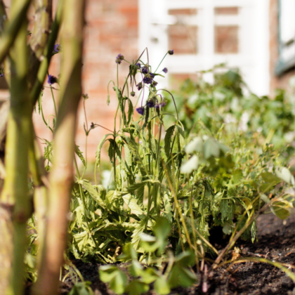 Begrünung des Schulhofs