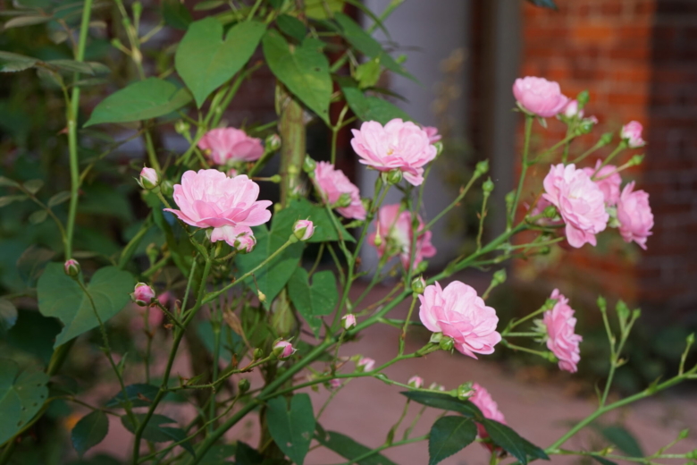 unser lauschiges Plätzchen auf dem Klosterhof
