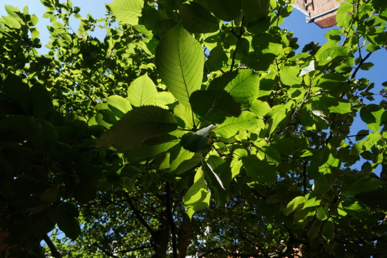 unser lauschiges Plätzchen auf dem Klosterhof