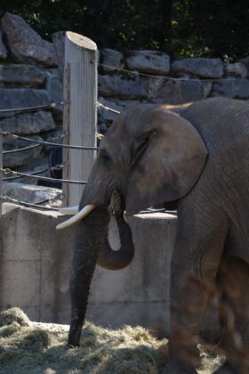 Zweirüsseliger Elefant